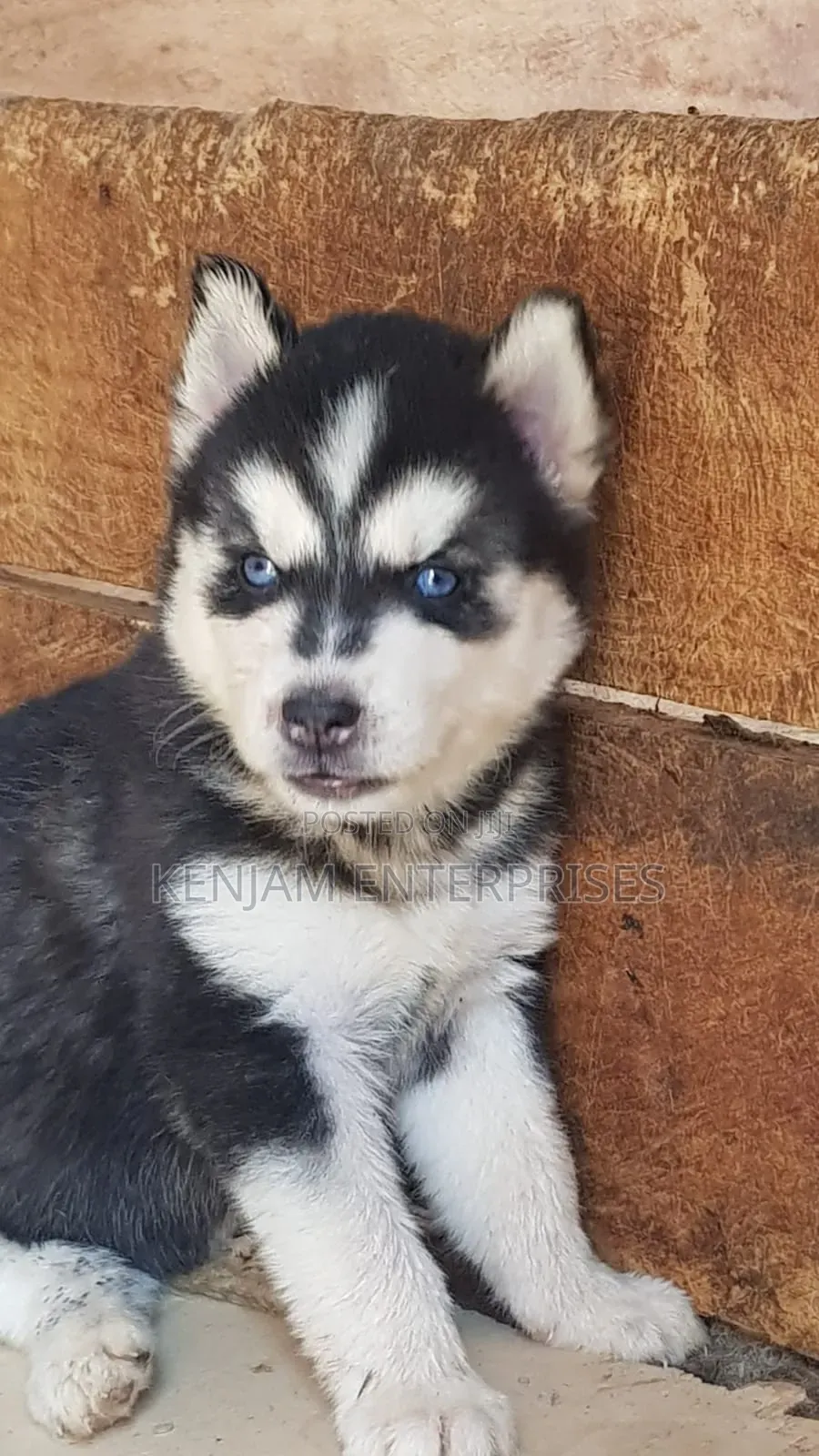 1-3 months Male Purebred Siberian Husky