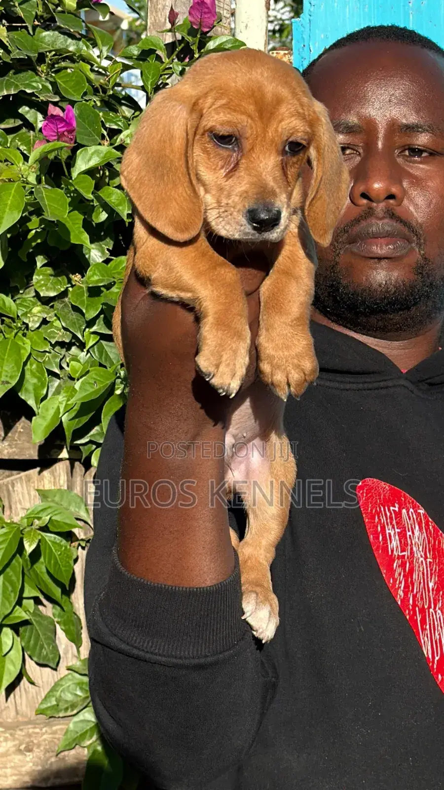 1-3 months Male Purebred Dachshund