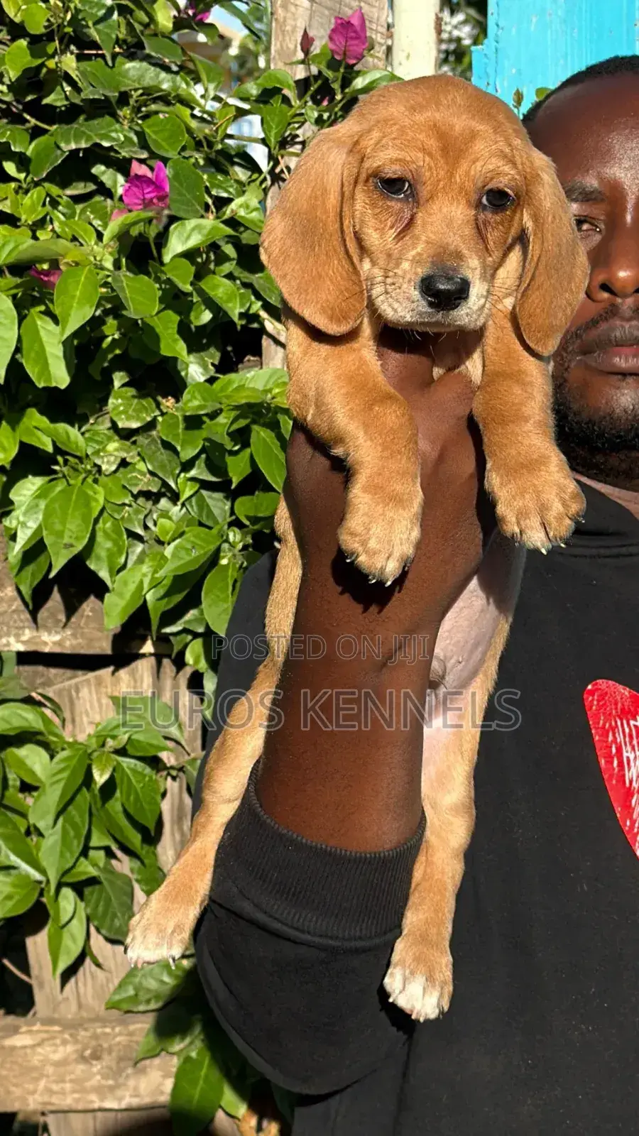 1-3 months Male Purebred Dachshund