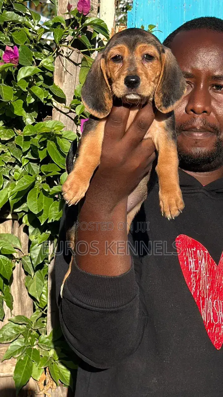 1-3 months Female Purebred Dachshund