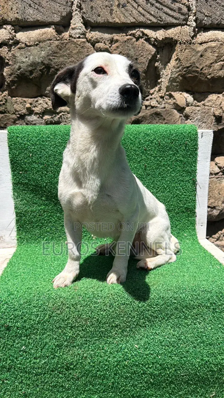 6-12 months Male Purebred Jack Russell Terrier