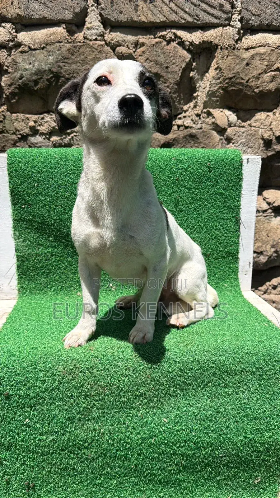 6-12 months Male Purebred Jack Russell Terrier