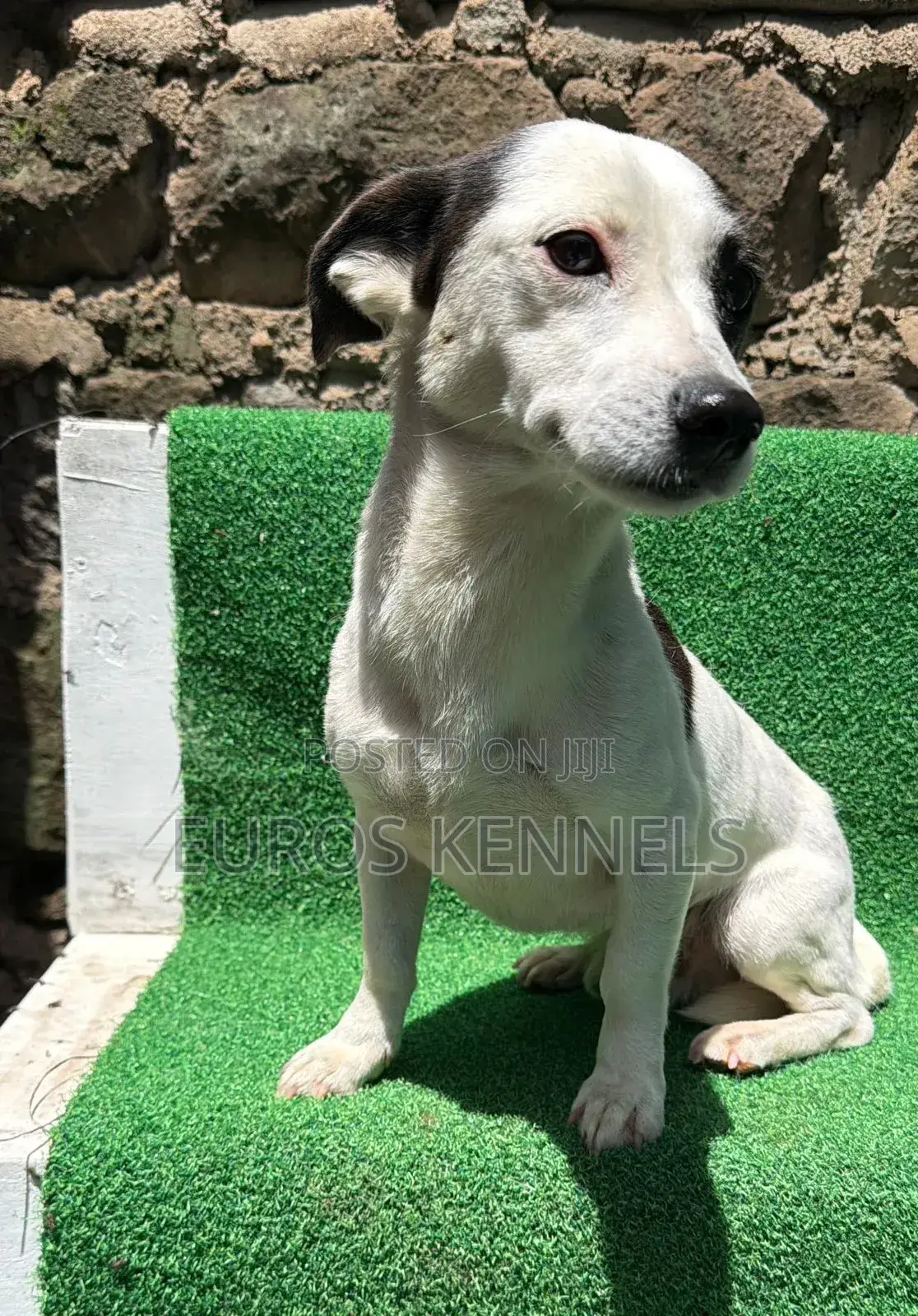 6-12 months Male Purebred Jack Russell Terrier