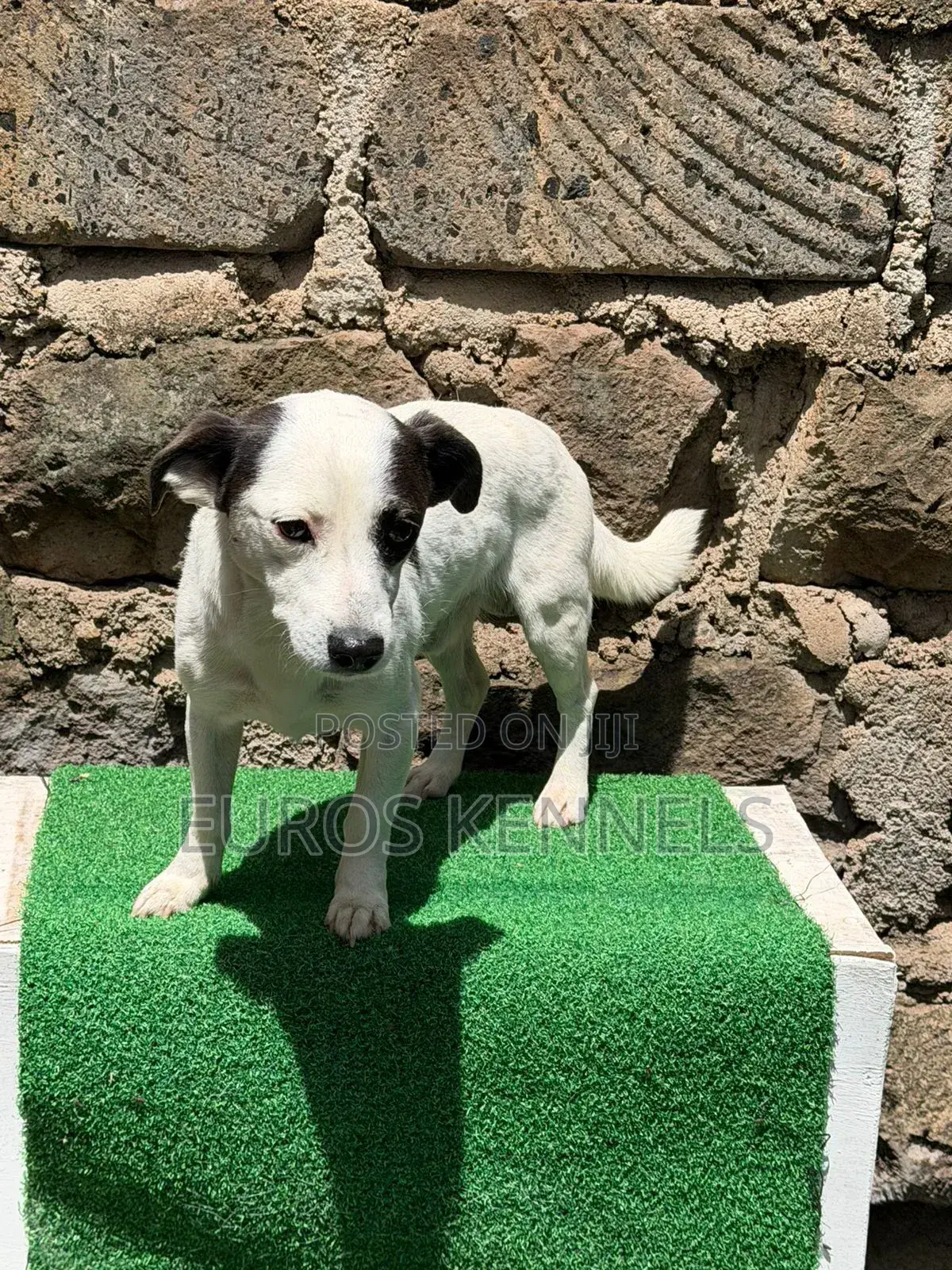 6-12 months Male Purebred Jack Russell Terrier