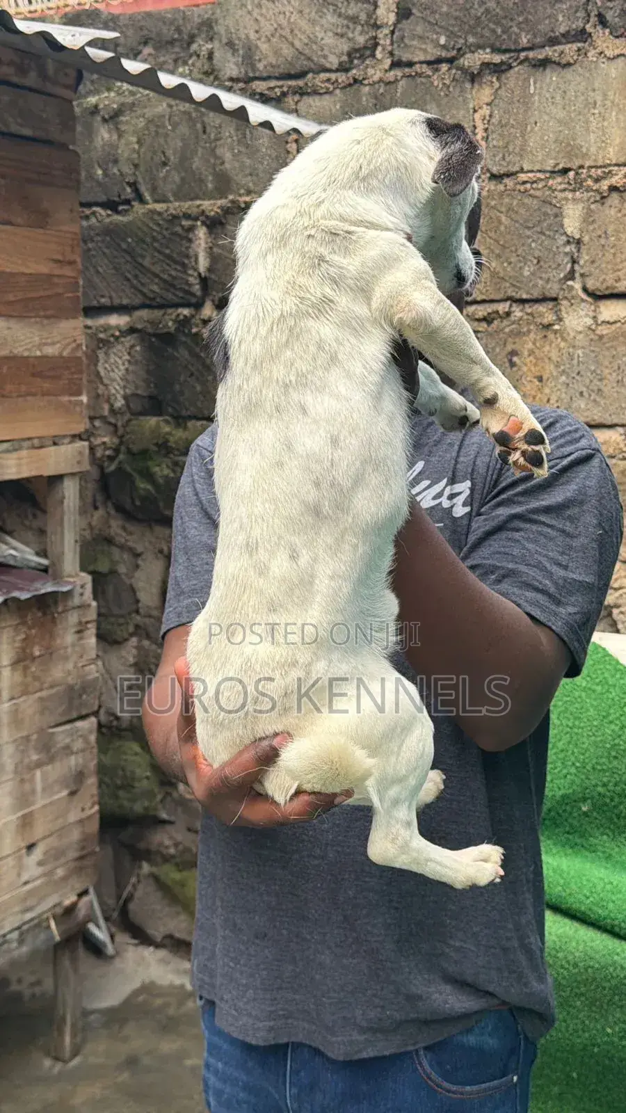 6-12 months Male Purebred Jack Russell Terrier