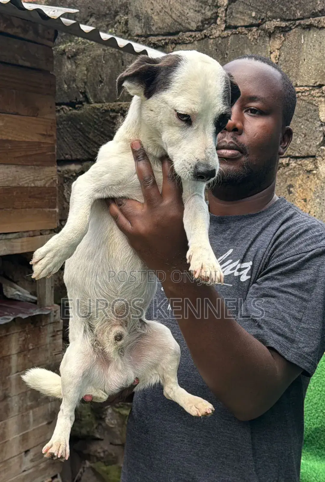 6-12 months Male Purebred Jack Russell Terrier