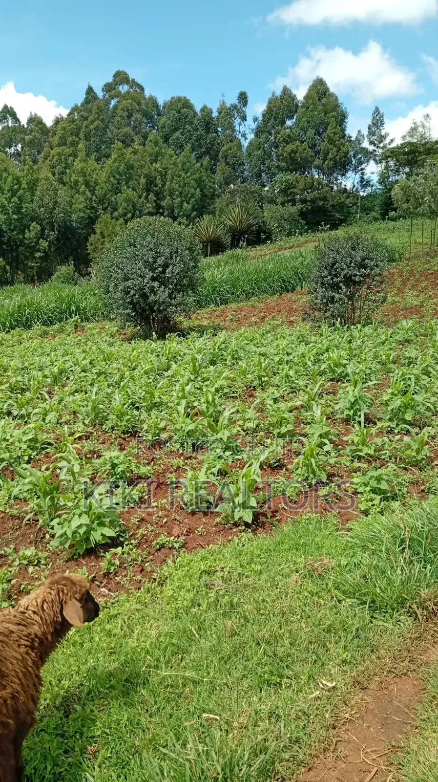 Kikuyu Plots for Sale (Kerwa)