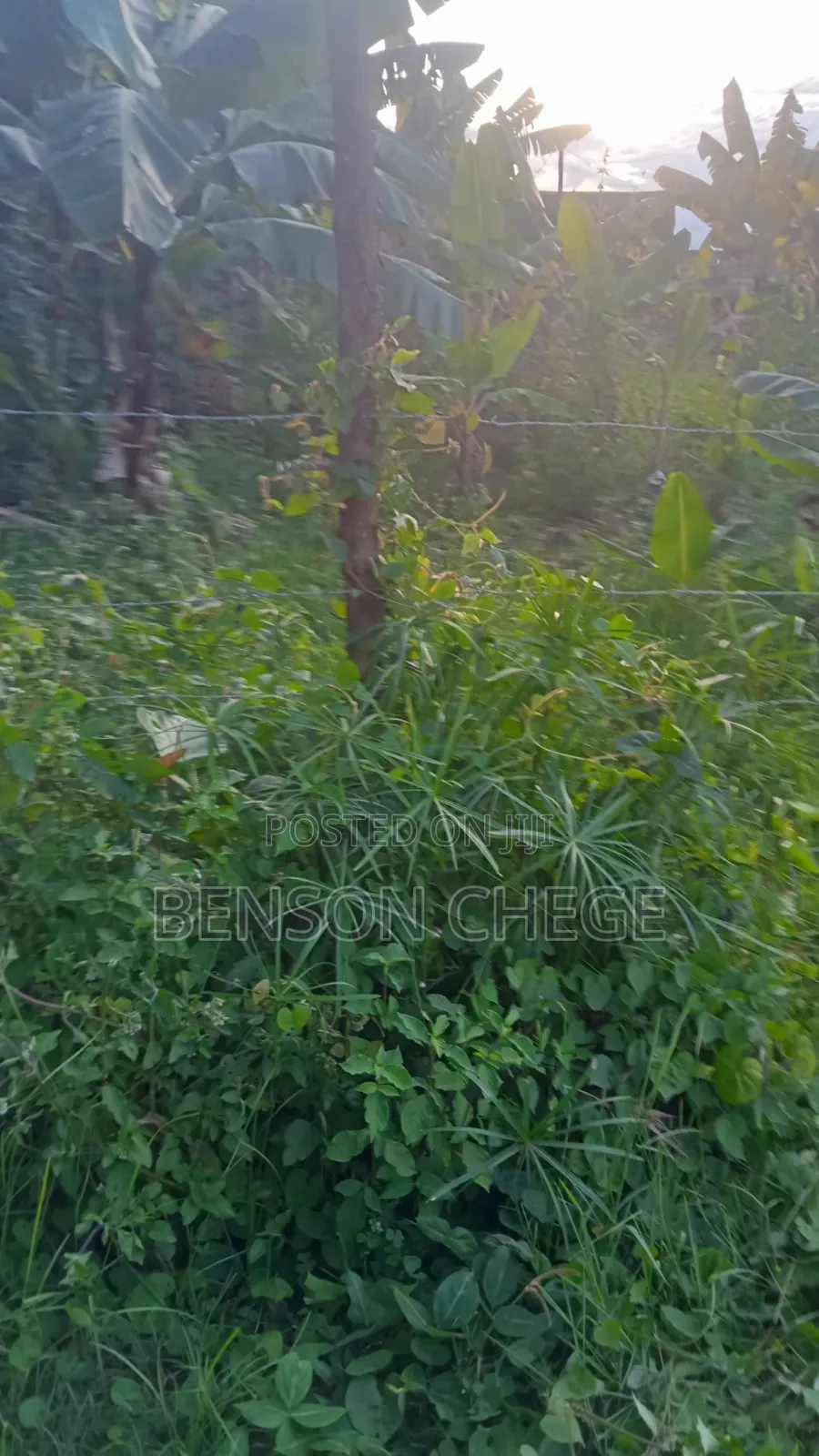 50by100plot for Sale in Maragua Town
