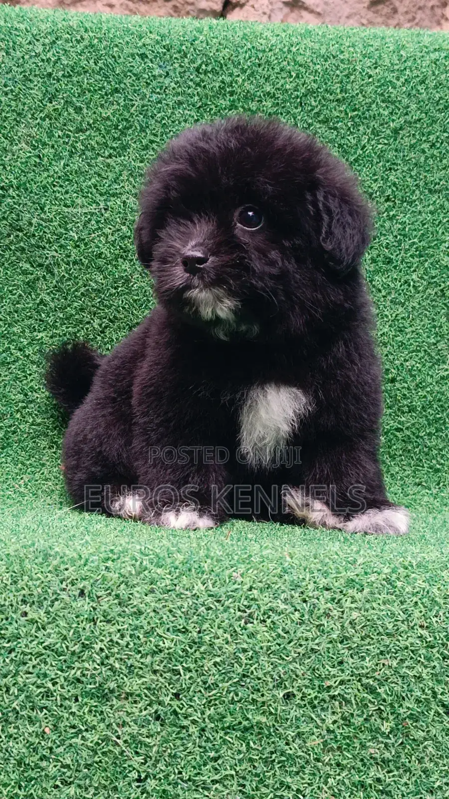 1-3 months Female Purebred Havanese