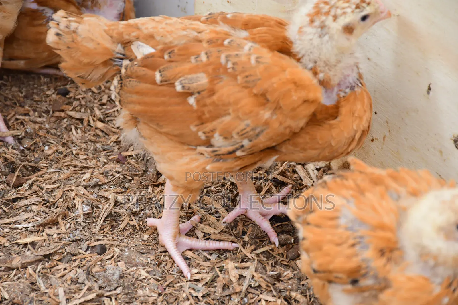 Kenbro Chicks -Improved Kienyenji