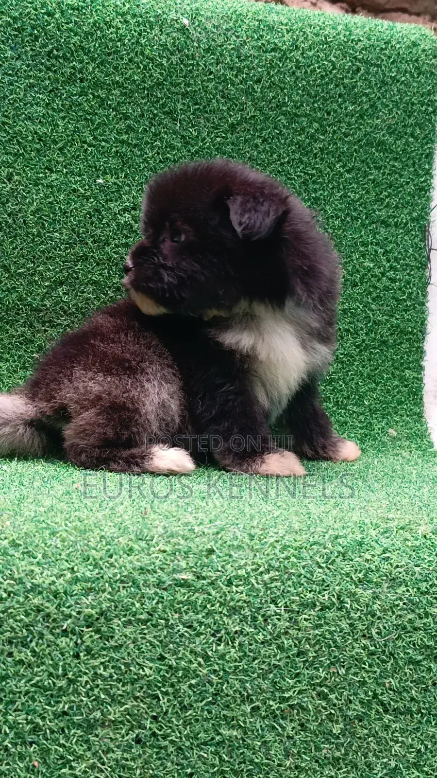 1-3 months Female Purebred Havanese