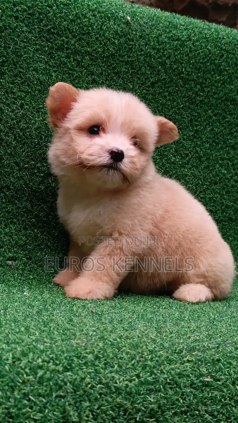 1-3 months Female Purebred Havanese