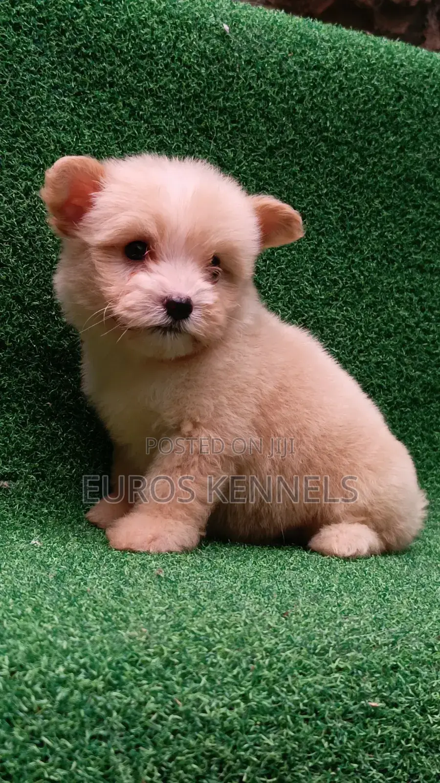 1-3 months Female Purebred Havanese