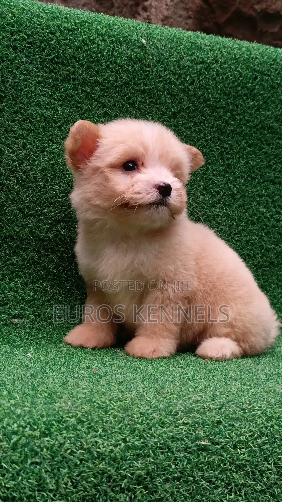 1-3 months Female Purebred Havanese