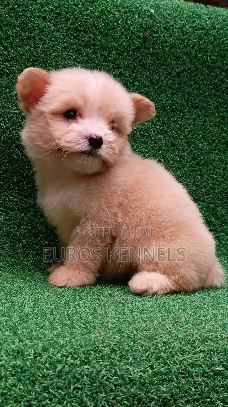 1-3 months Female Purebred Havanese