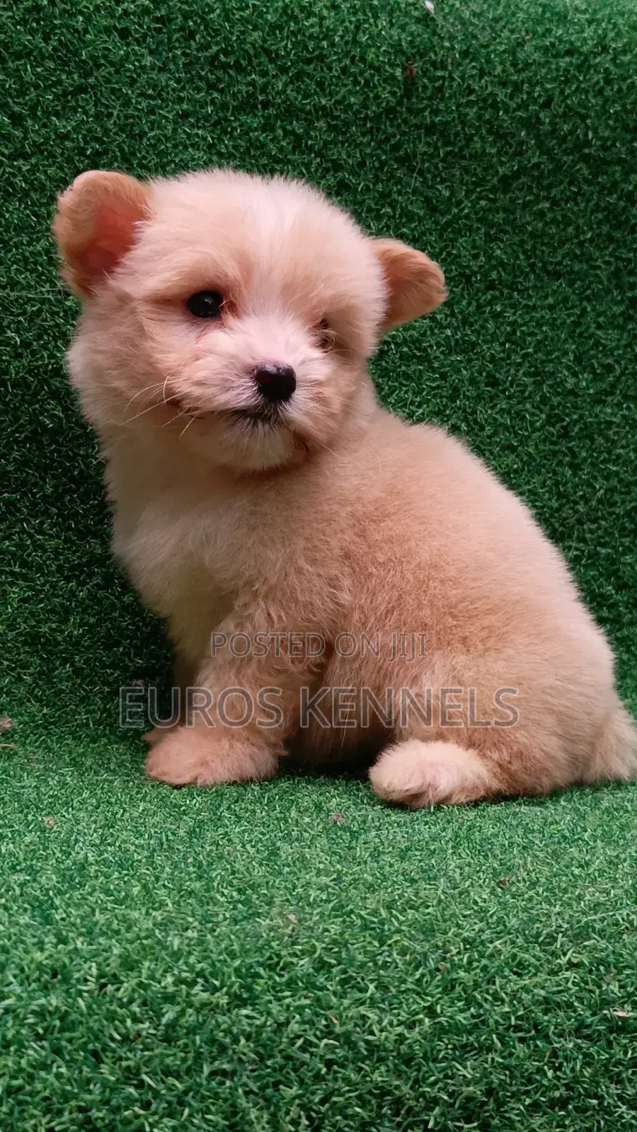 1-3 months Female Purebred Havanese