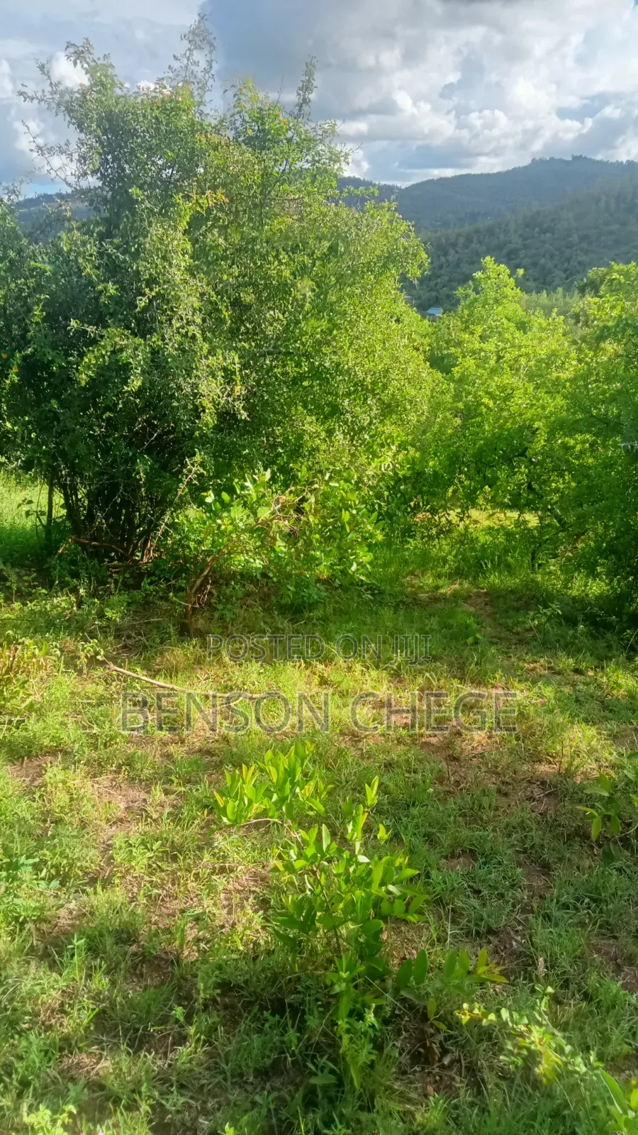 1.5acre Land for Sale St Maragua Ridge