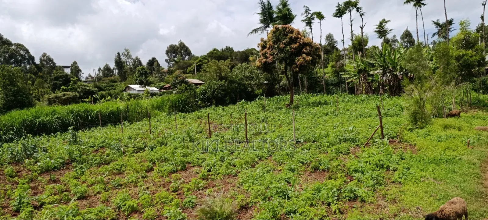 Kikuyu Prime Plots in Kikuyu Kerwa