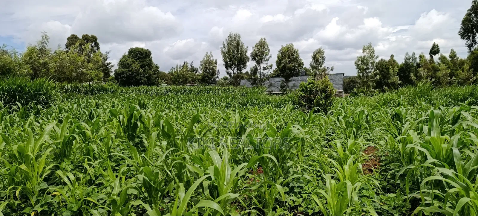 Kikuyu Prime Plots in Kikuyu Kerwa