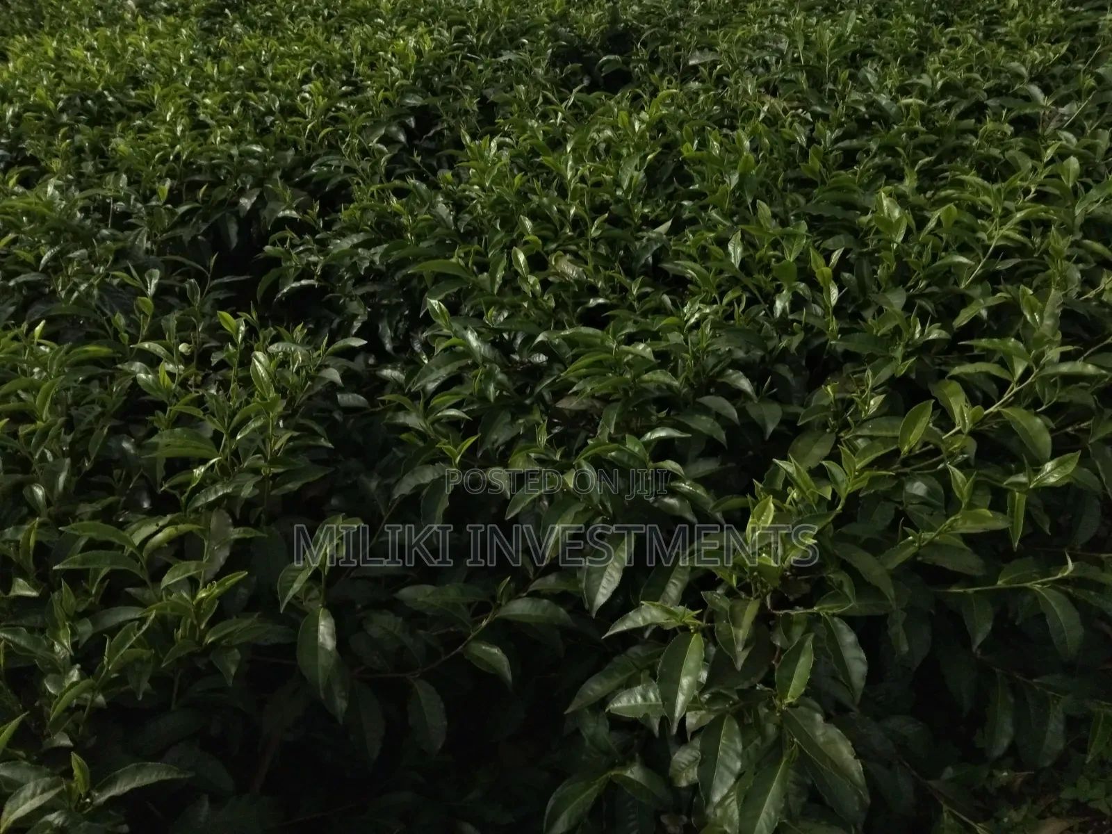 3 Acres on Sale at Kangari-Gituru