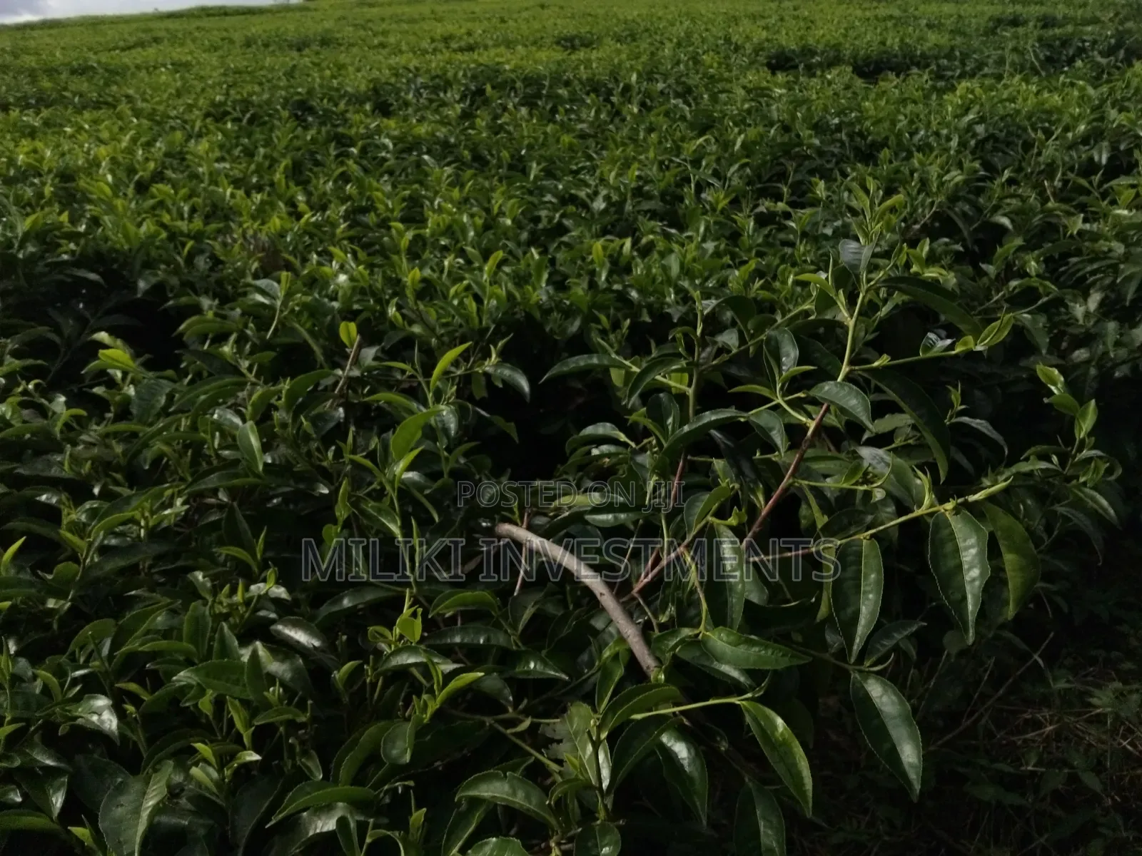 3 Acres on Sale at Kangari-Gituru