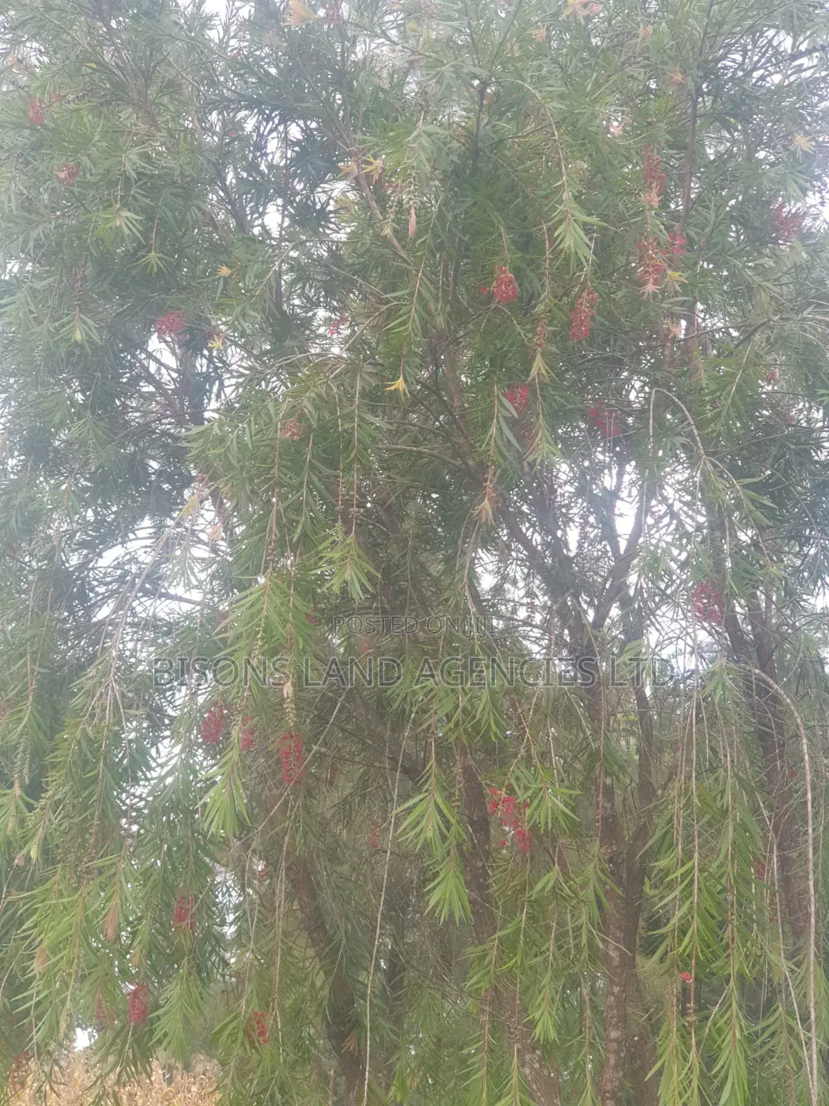 Available 2 Acre Land for Sale in Migori County