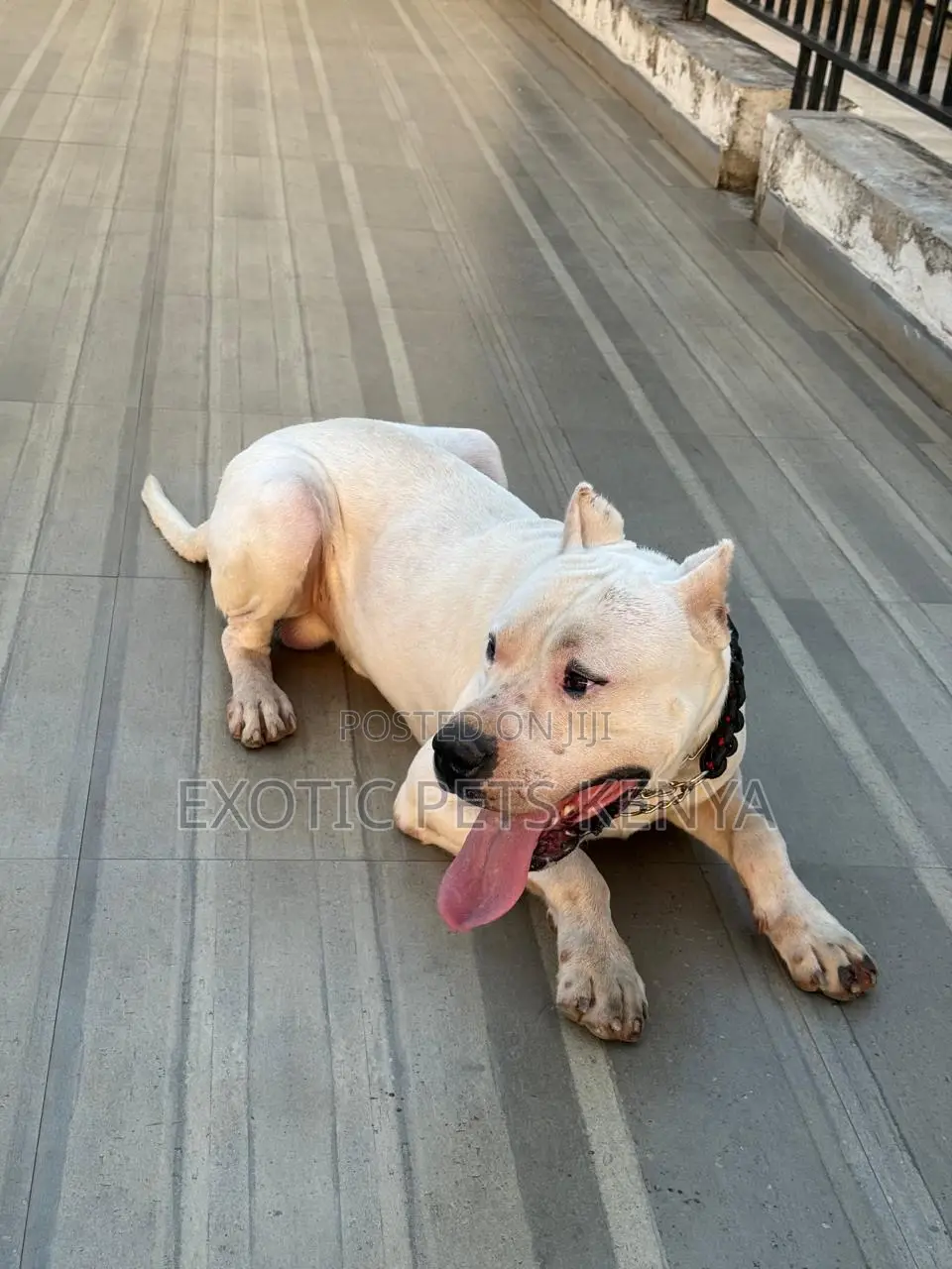 1+ year Male Purebred Dogo Argentino