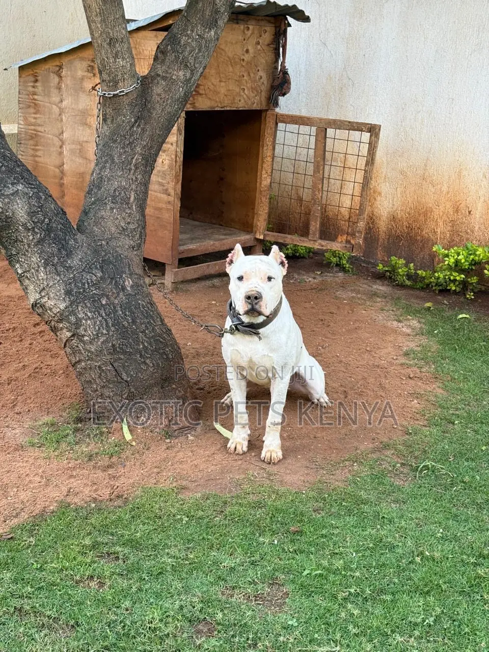 1+ year Male Purebred Dogo Argentino