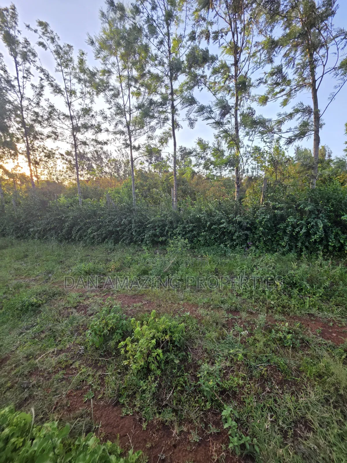 1/4 Acre Redsoil Ngong Kibiku With Mature Fruit Trees for Sale I