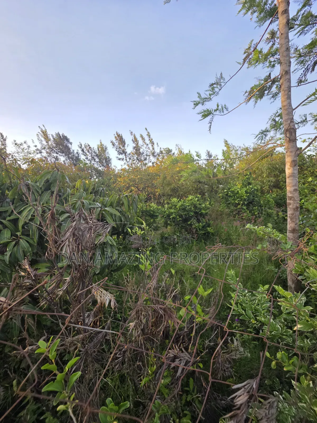 1/4 Acre Redsoil Ngong Kibiku With Mature Fruit Trees for Sale I