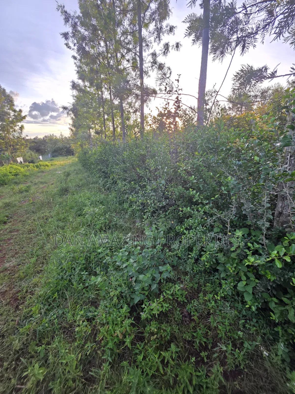 1/4 Acre Redsoil Ngong Kibiku With Mature Fruit Trees for Sale I