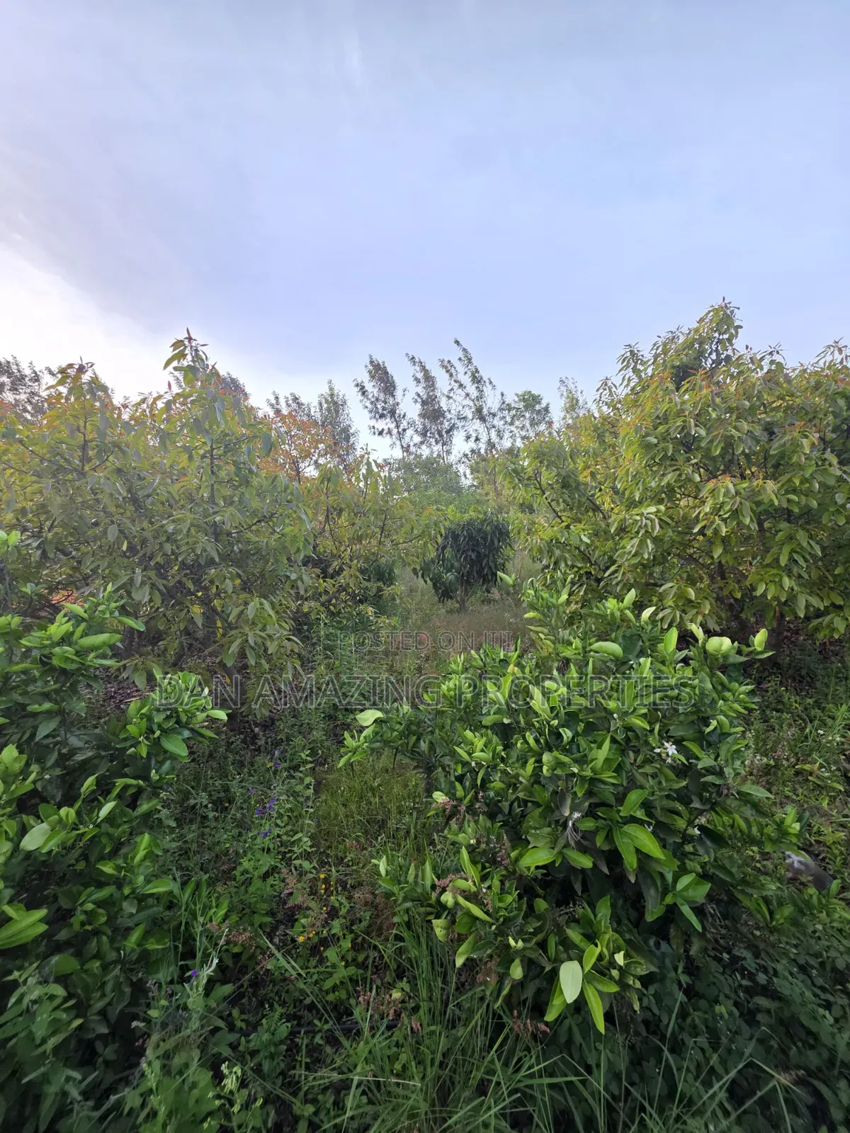 50by100 Redsoil Plot in Ngong Kibiku for Sale With Mature Fruit Trees