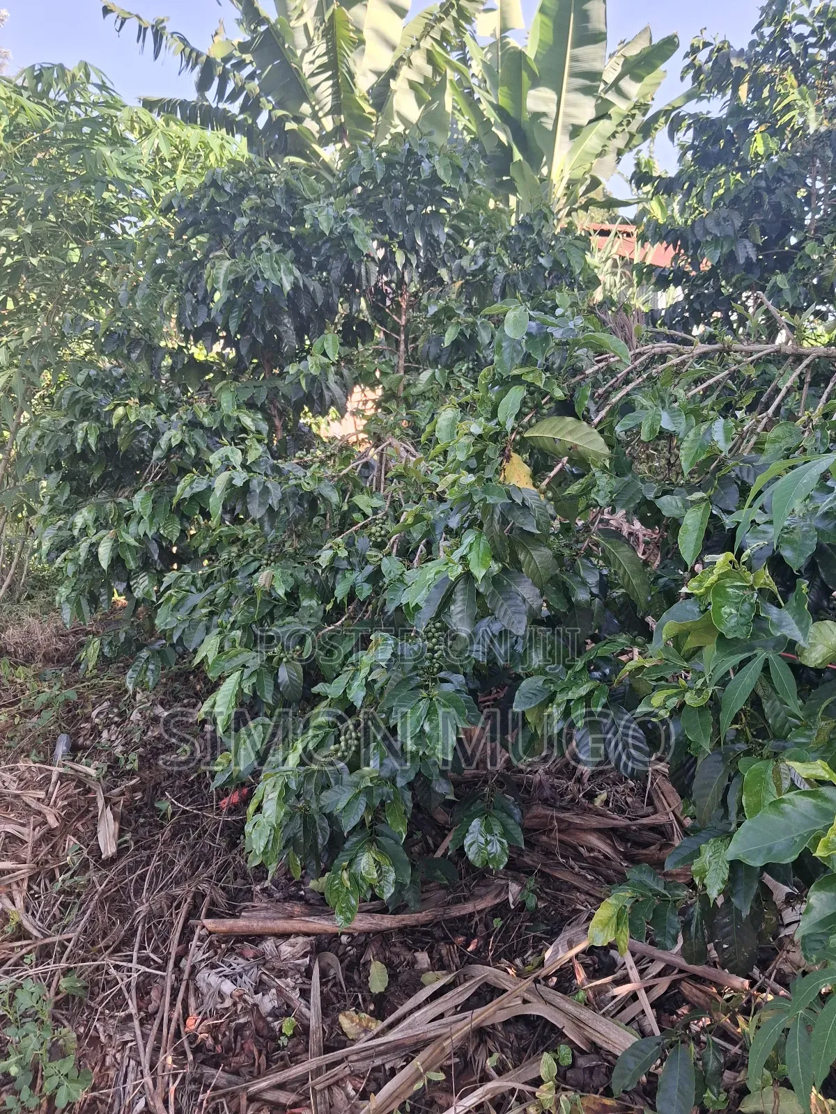 Gatundu South Muhoho Prime 4 Acres With Mature Coffee