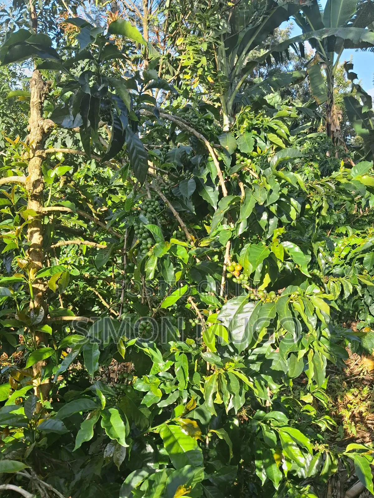 Gatundu South Muhoho Prime 4 Acres With Mature Coffee