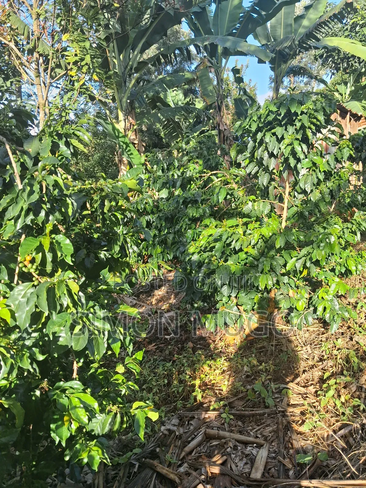 Gatundu South Muhoho Prime 4 Acres With Mature Coffee