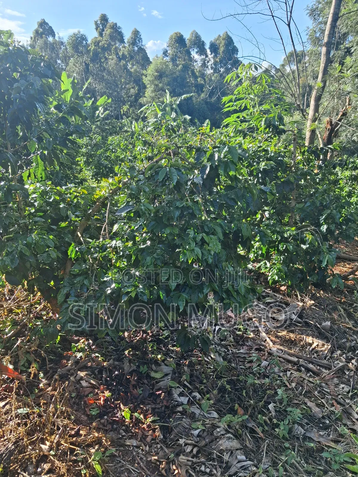 Gatundu South Muhoho Prime 4 Acres With Mature Coffee