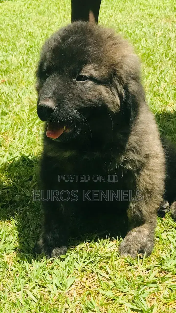 1-3 months Male Purebred Caucasian Shepherd