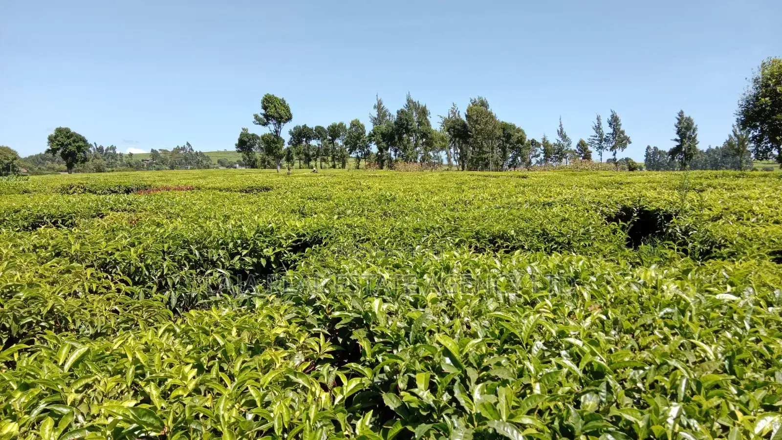 30 Acres for Sale Riara Ridge