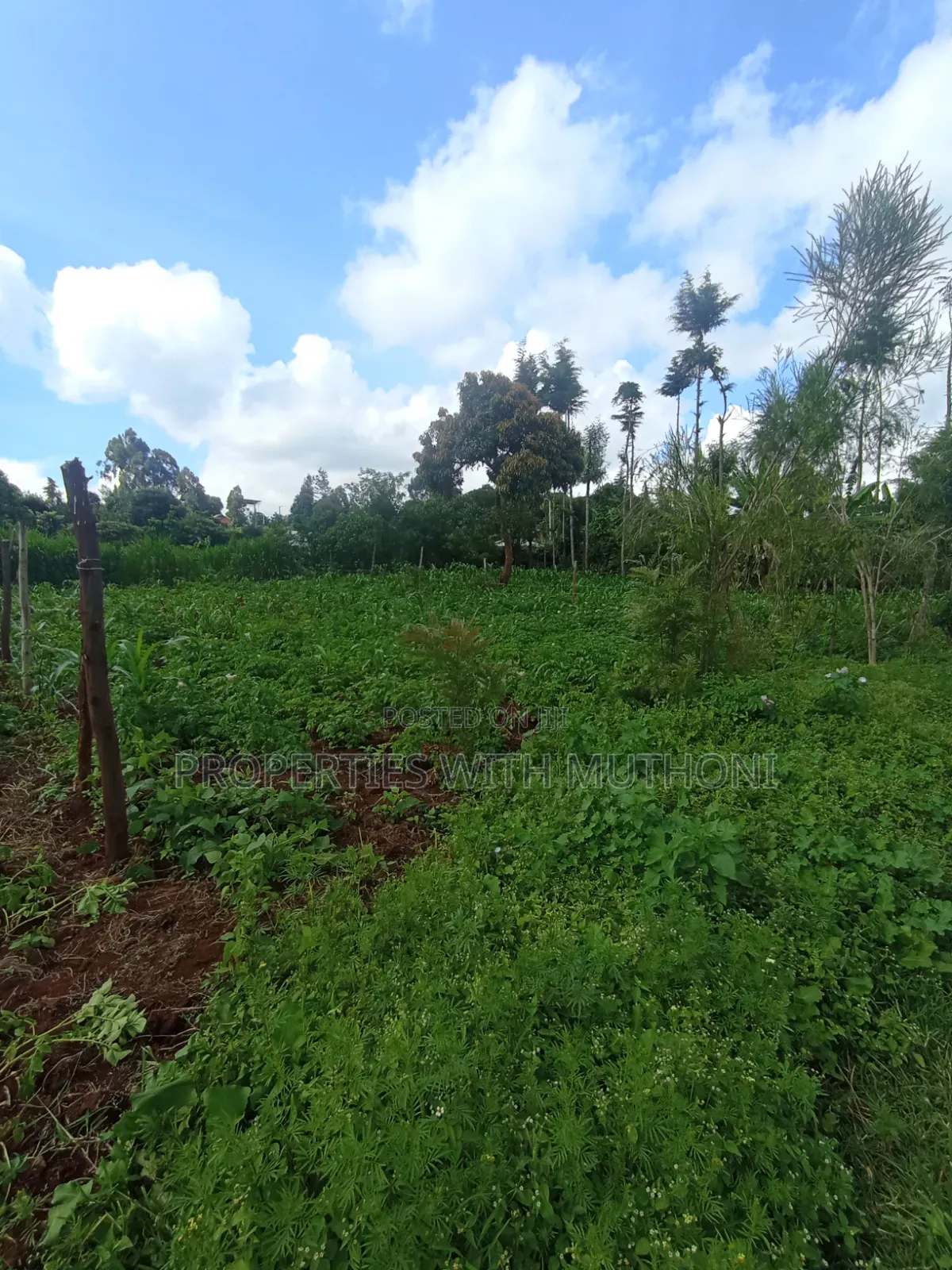 50×100 Plots for Sale at Kwa Mindo, Kikuyu