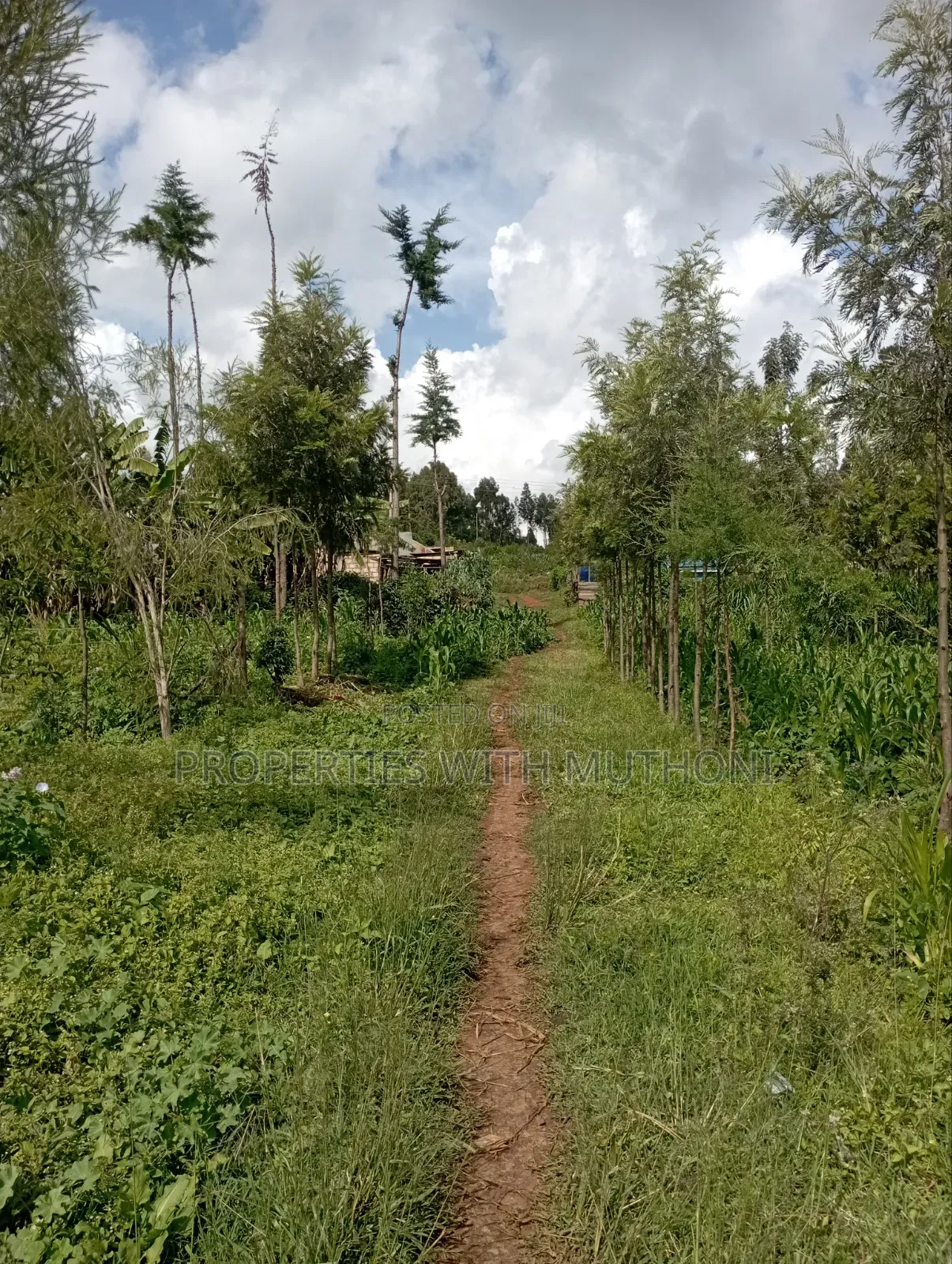 50×100 Plots for Sale at Kwa Mindo, Kikuyu