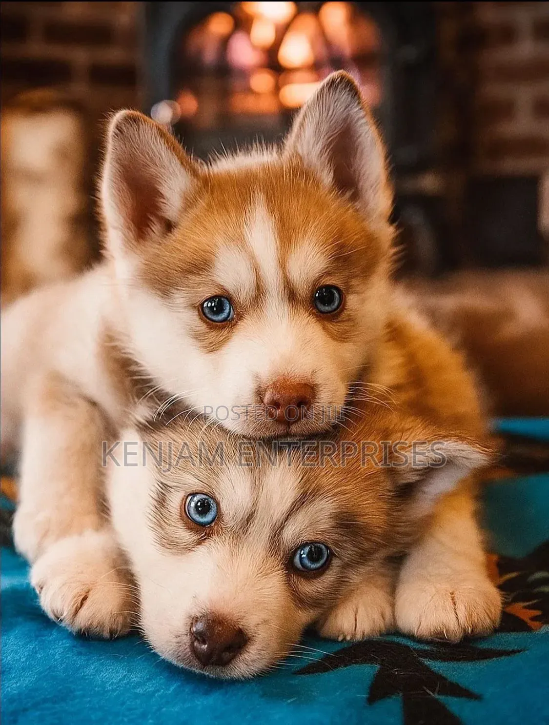 1-3 months Female Purebred Siberian Husky