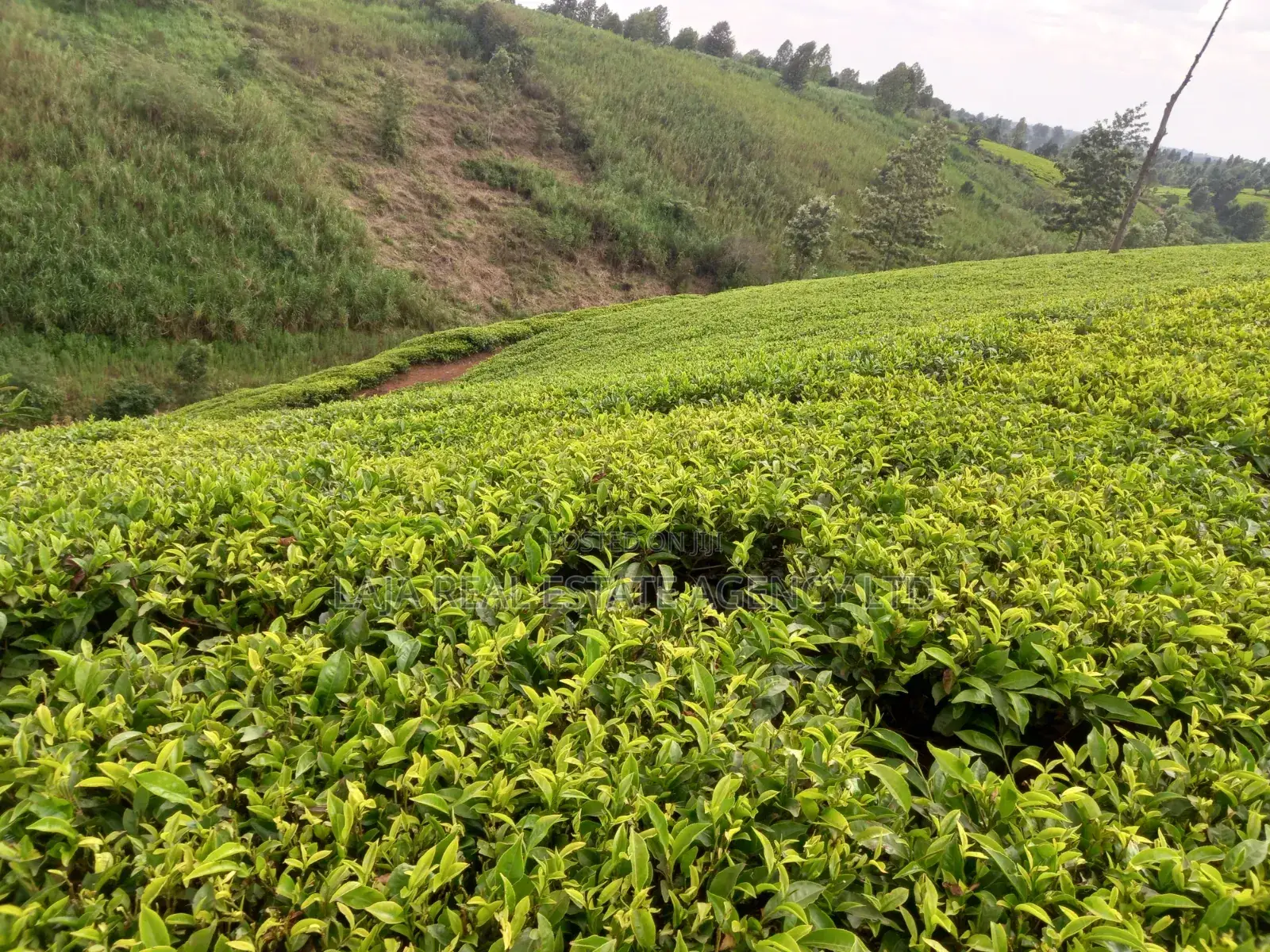 Cianda 4.5 Acres
