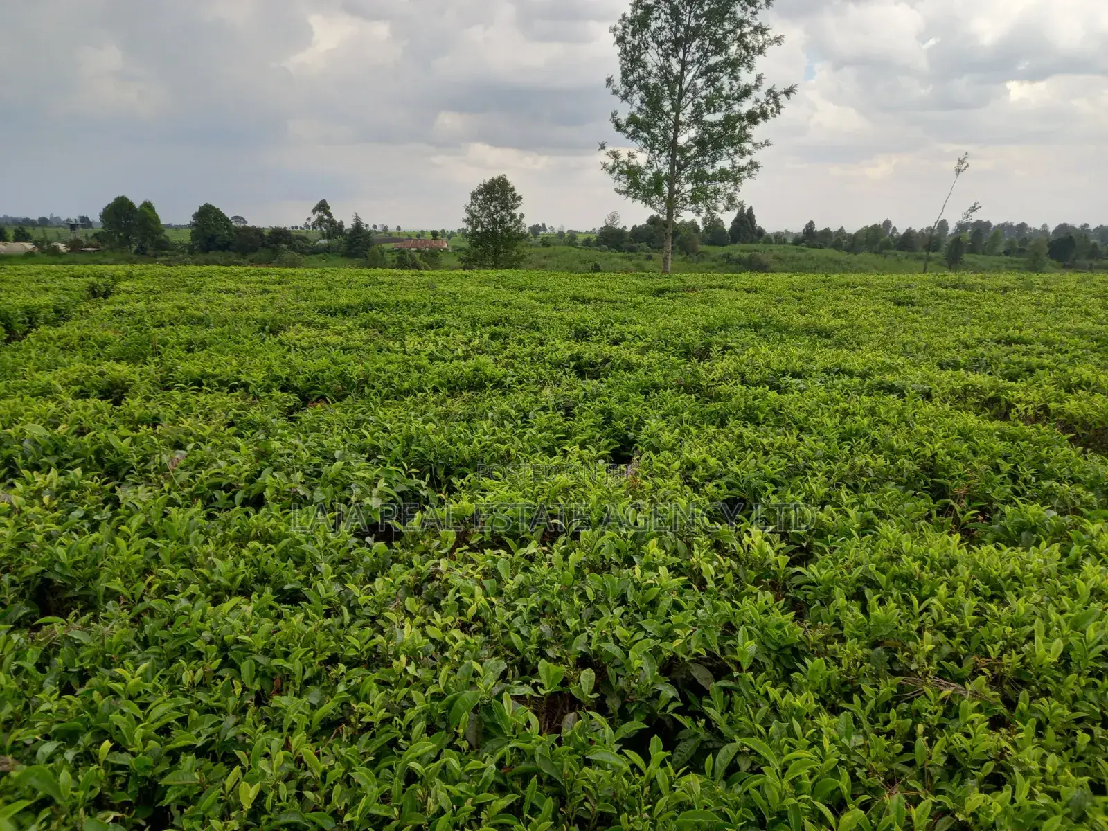 Kiambaa Land 4.5 Acres on Sale