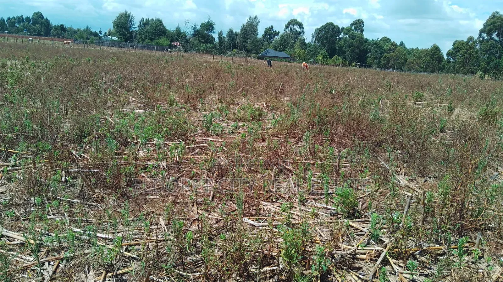 2 Acres Kapbindani After Uoe With Title