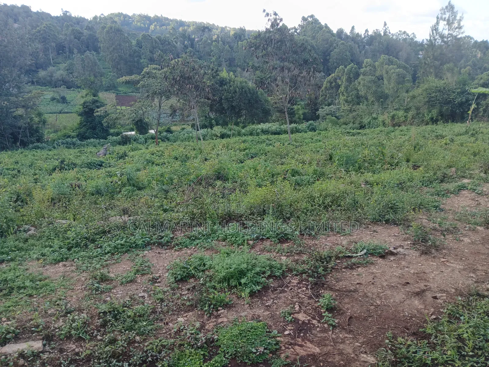 Distress! Very Prime 100 by 100 Plot in a Gated Estate, Matasia,Ngong