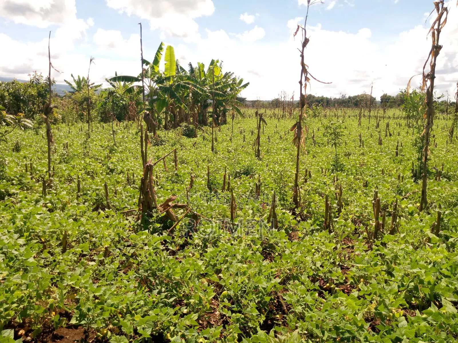 10 Acres Land for Sale