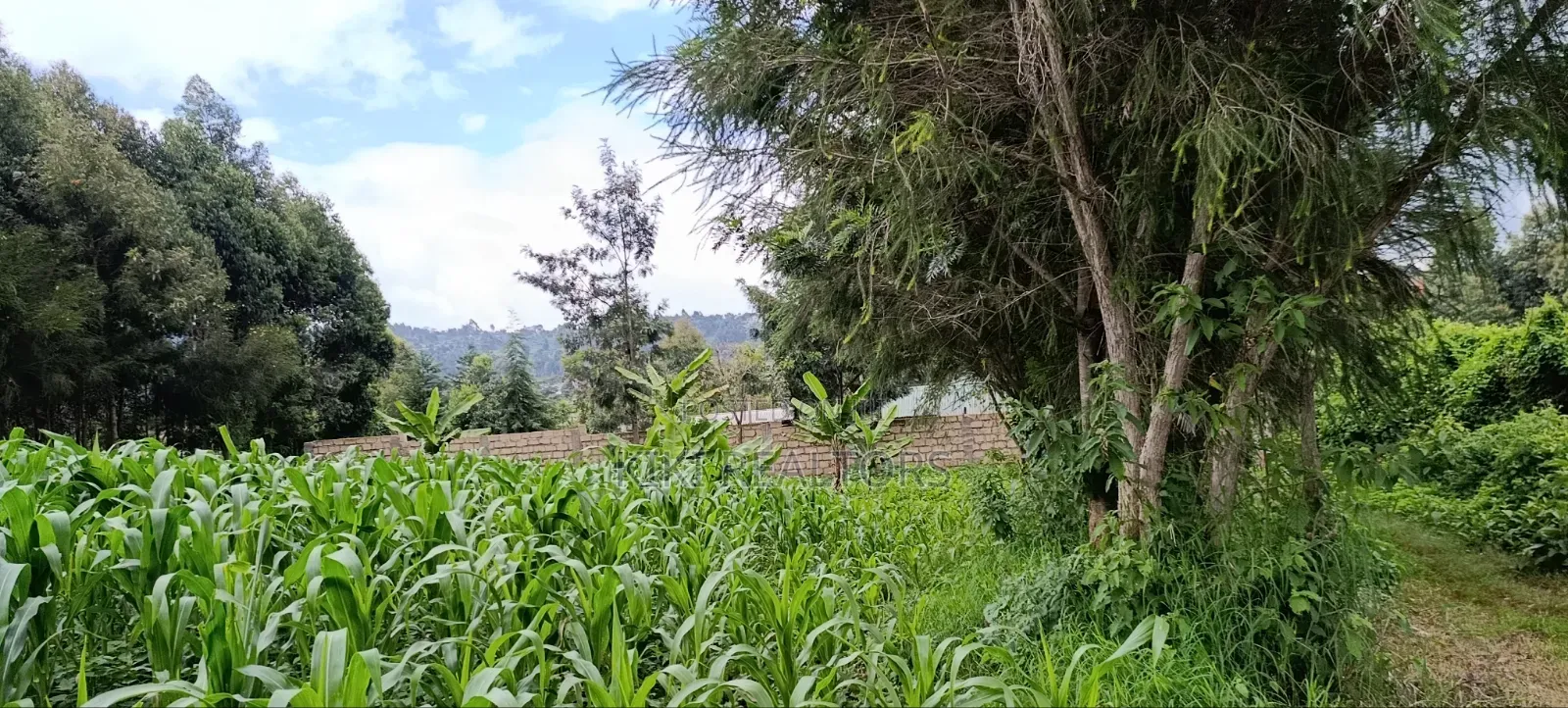 Plot for Sale in Kikuyu Kerwa (Ready Title Deed)