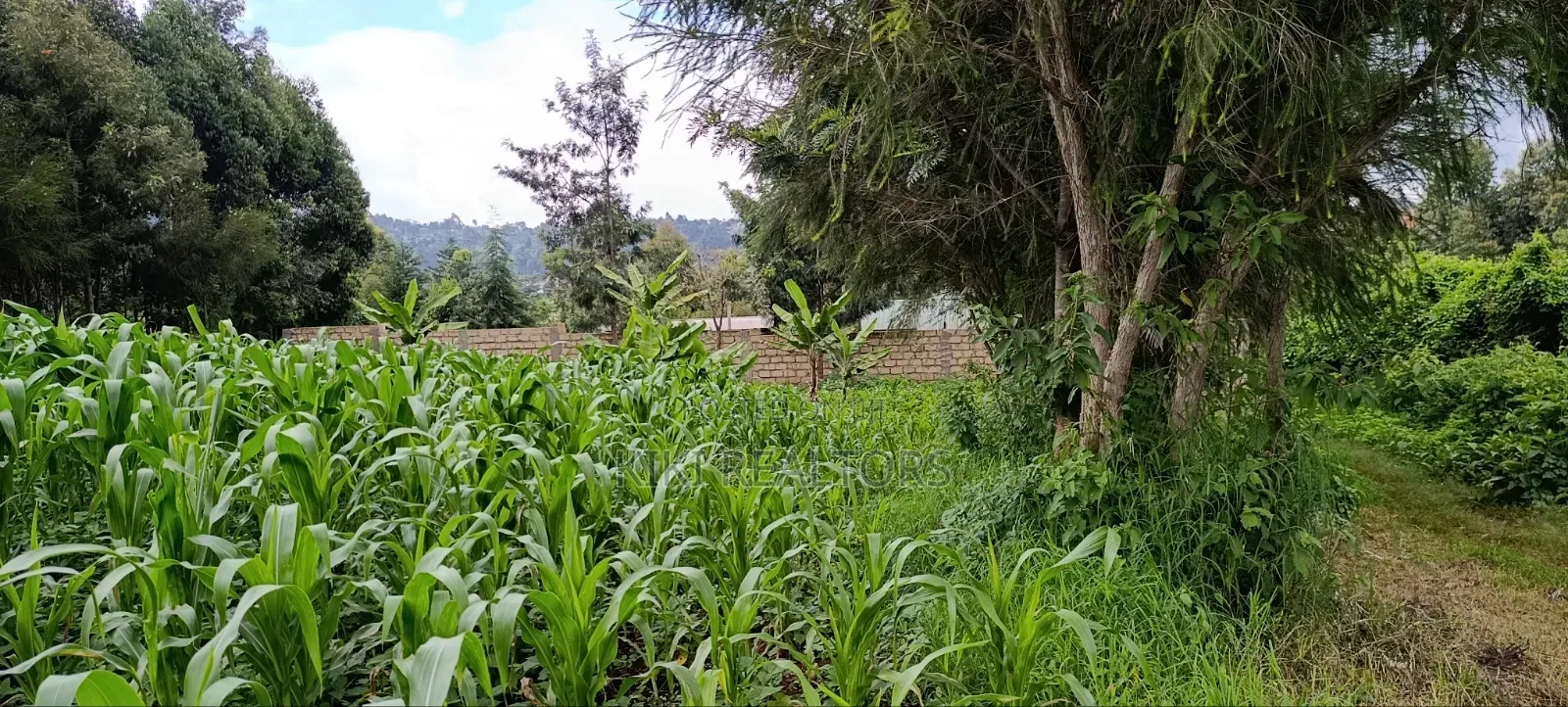 Plot for Sale in Kikuyu Kerwa (Ready Title Deed)