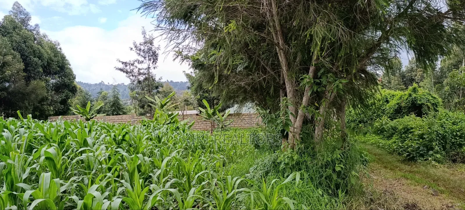 Plot for Sale in Kikuyu Kerwa (Ready Title Deed)