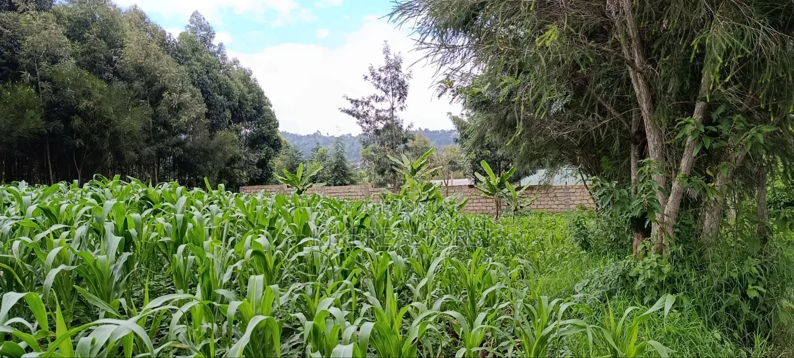 Plot for Sale in Kikuyu Kerwa (Ready Title Deed)